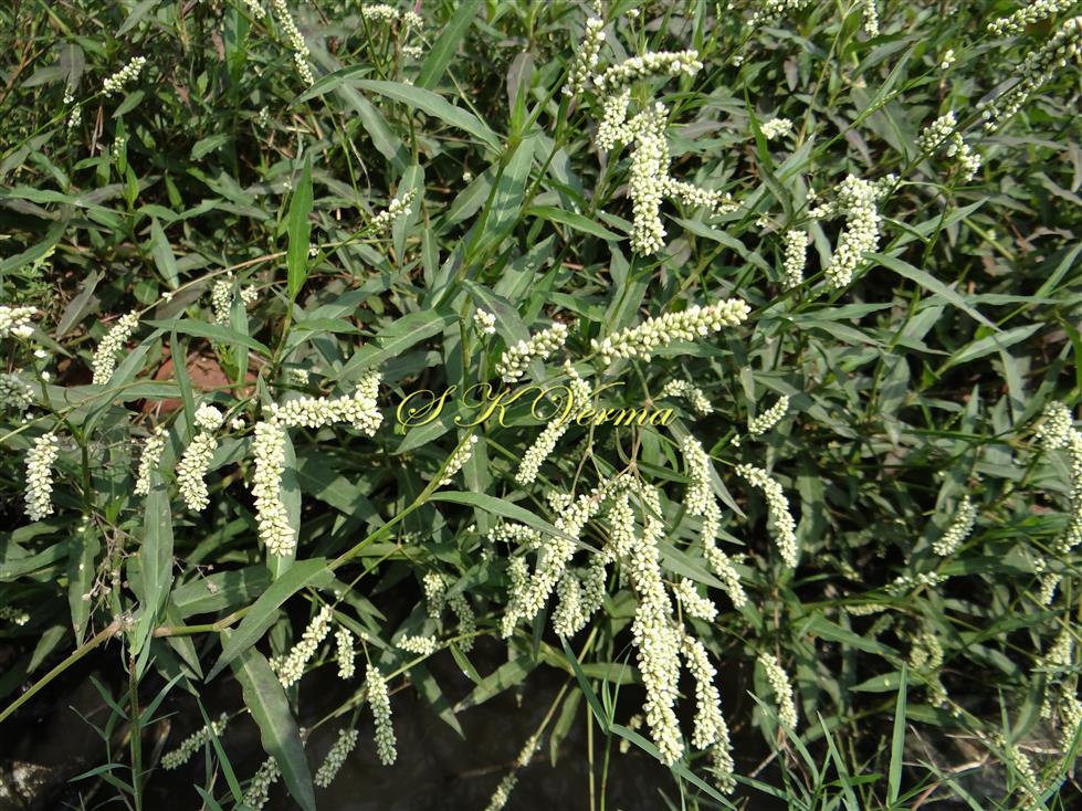  Plant